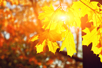 Foto: AdobeStock #295527512 von Thaut Images Foto: AdobeStock #295527512 von Thaut Images